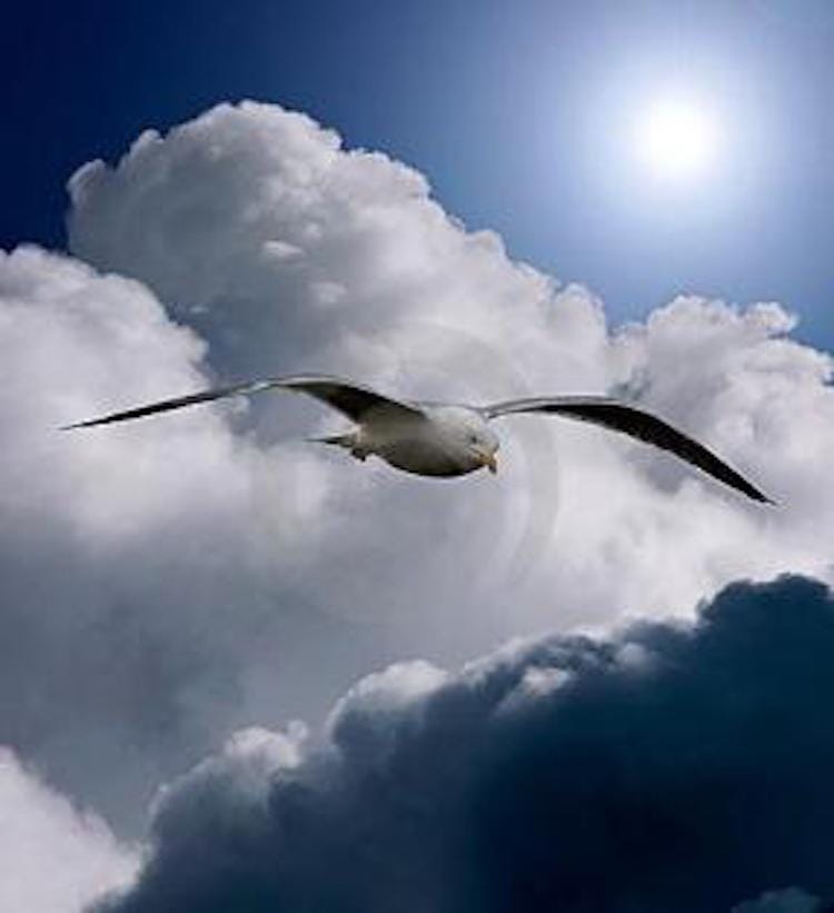 22 Freedom I: The Mystery of Pleasure