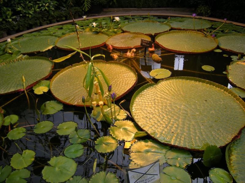 17 The Laws of Illusions I: "Consciousness is not a science nor is it an art."